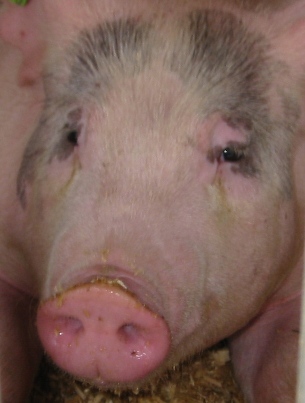 Pig